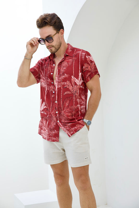 Jungle Palm - Mr Palm